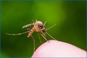 Hogyan lehet megszabadulni a szúnyogoktól?