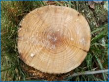 A hamut és annak használatának fa tulajdonságai