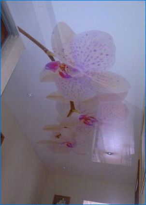 Stretch mennyezet orchidea: eredeti dekoráció a belső térben