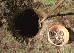 A honeysuckle palánták kirakodásáról a nyílt talajban tavasszal