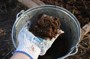 A honeysuckle palánták kirakodásáról a nyílt talajban tavasszal