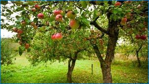 Apple Tree Care funkciók