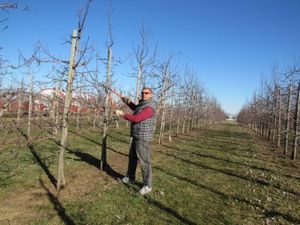 Az almafák tavasszal történő vágásáról