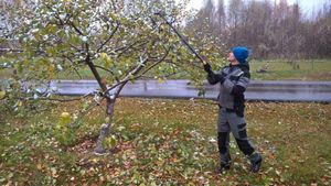 Az almafák tavasszal történő vágásáról