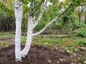 Az Apple fák ősszel való ellátásáról