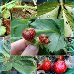 Strawberry pinberry (ananász)