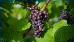 Leszállási szőlő az őszi palántákban