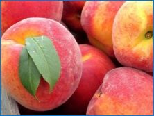 Peach Tenyésztési módszerek