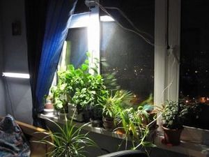 Téli kert az apartmanban: az elrendezés feltételei és jellemzői
