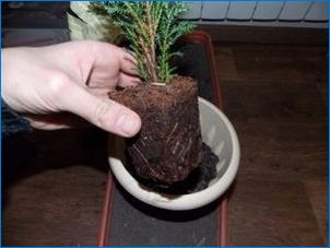 A Cypress: Típusok és fajták, hogyan kell törődni vele?