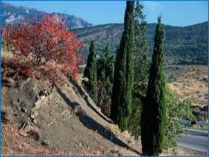 A Cypress: Típusok és fajták, hogyan kell törődni vele?