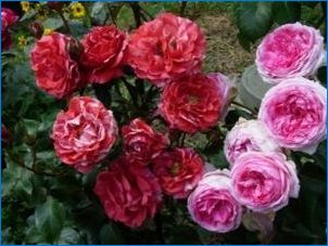A Roses Varuni fajta leírása és termesztése