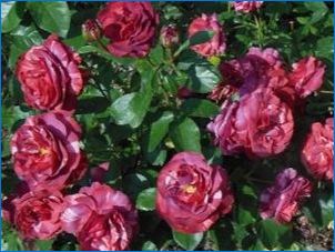 A Roses Varuni fajta leírása és termesztése