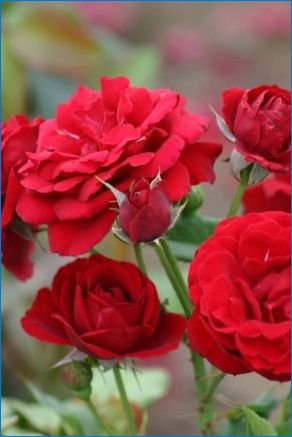 A rózsák fajták jellemzői és termesztése "Nina Weibul"