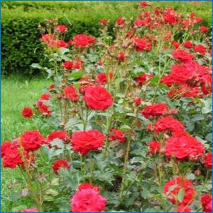 A rózsák fajták jellemzői és termesztése "Nina Weibul"