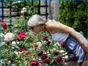 Az Amadeus fokozatú rózsák jellemzői és termesztési szabályai