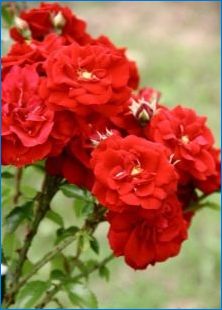 Az Amadeus fokozatú rózsák jellemzői és termesztési szabályai