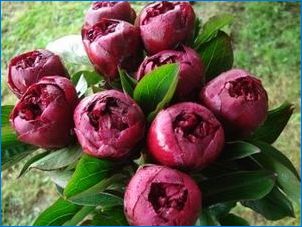 Burgundi peonies fajták és termesztése