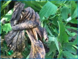 Burgundi peonies fajták és termesztése