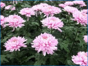 Chrysanthemum "Antonov": leírás és ajánlások a termesztéshez