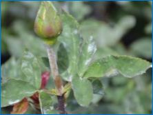 Chrysanthemum "Antonov": leírás és ajánlások a termesztéshez