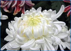 Chrysanthemum típusai és fajtái