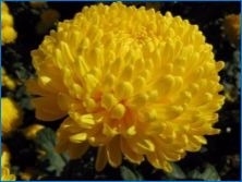 Chrysanthemum típusai és fajtái
