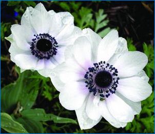 Fehér anemones: fajta áttekintés és növekedés
