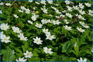Fehér anemones: fajta áttekintés és növekedés