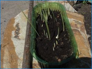 Gladiolus "Priscilla": Leírás, leszállás és gondozás