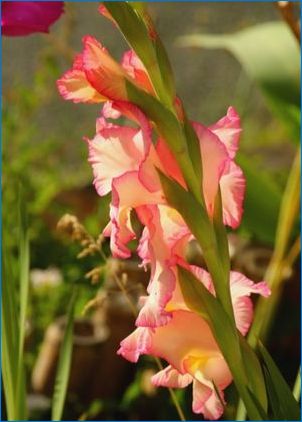 Gladiolus "Priscilla": Leírás, leszállás és gondozás