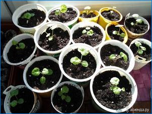 Hogyan kell ültetni és növelni a gerániumot a magokból?