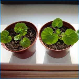 Hogyan kell ültetni és növelni a gerániumot a magokból?