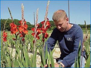 Hogyan növekszik Gladiolus a gyerekekből?