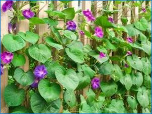 Ipomeya purpleaya: fajták, leszállás és gondozás