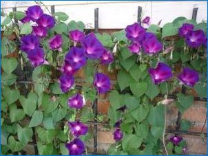Ipomeya purpleaya: fajták, leszállás és gondozás