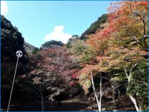 Japán Maples - Eredeti kerti dekoráció
