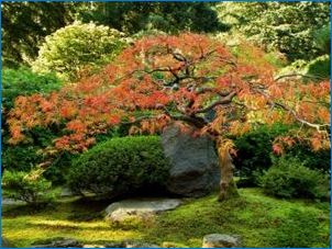 Japán Maples - Eredeti kerti dekoráció