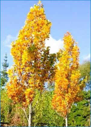 Lyriodendron: Jellemzők és típusok, leszállás és gondozás
