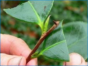Lyriodendron: Jellemzők és típusok, leszállás és gondozás