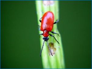 Mi és hogyan kell kezelni a liliomot a bogarakból: piros, fekete és colorado?
