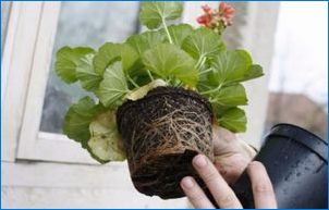 Mikor és a geránium átültetése (Pelargonium)?