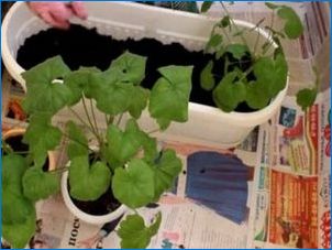Mikor és a geránium átültetése (Pelargonium)?