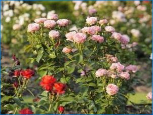 Mint Floribunda különbözik a tea-hibrid rózsától?