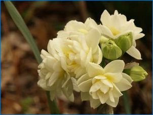 Narcissus Terry: különböző fajták, leszállás és gondozás