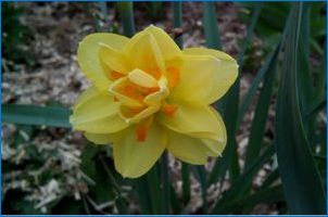 Narcissus Terry: különböző fajták, leszállás és gondozás