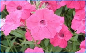 Népszerű fajták rózsaszín petunias és termesztési szabályok