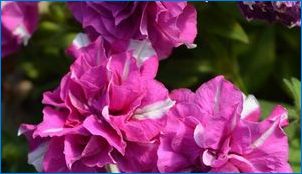 Népszerű fajták rózsaszín petunias és termesztési szabályok