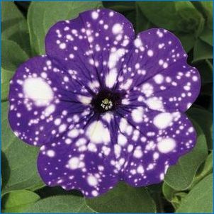 Petunia "Starry Sky": fajta jellemzői és ápolási tippek