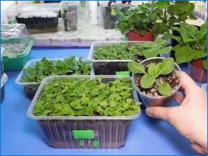 Petunia Supercount: Típusok és termesztési finomságok